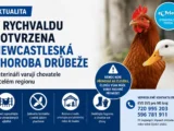 V Rychvaldu se objevila nebezpečná nákaza drůbeže. Veterináři vyzývají chovatele k opatrnosti