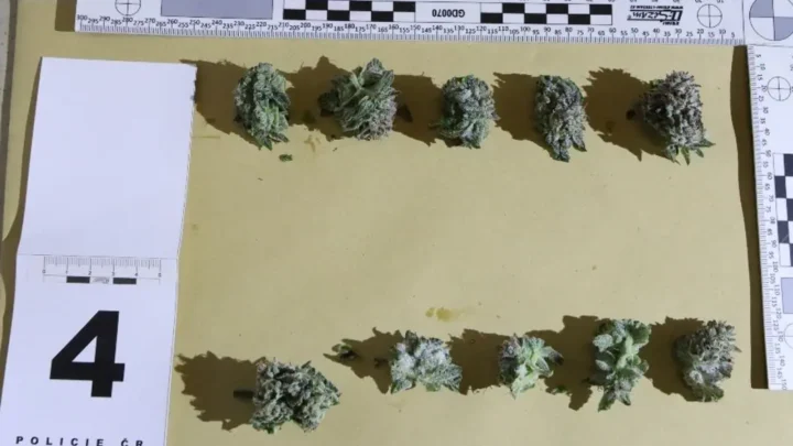 V mrazáku našli tři kilogramy konopí. Policie obvinila muže z Orlové